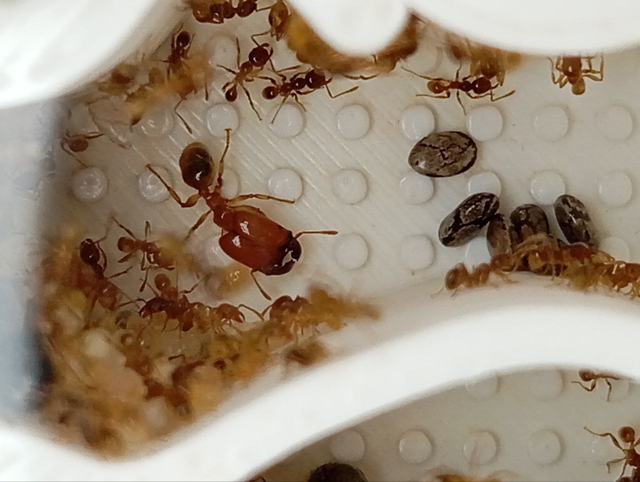 Pheidole absurda