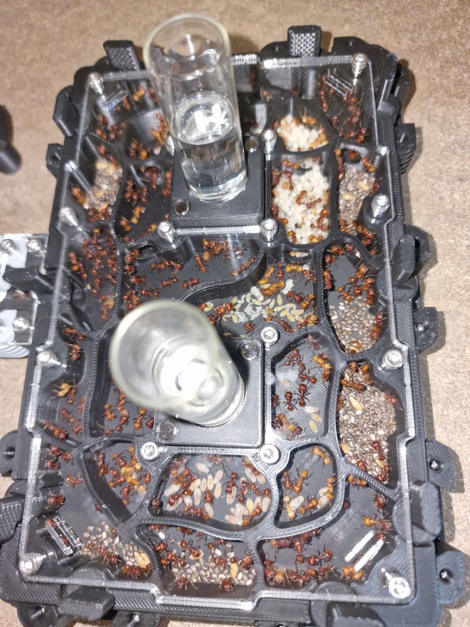 Pogonomyrmex barbatus