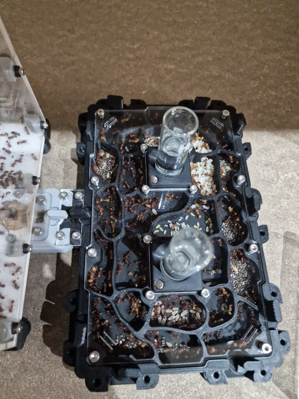 Pogonomyrmex barbatus