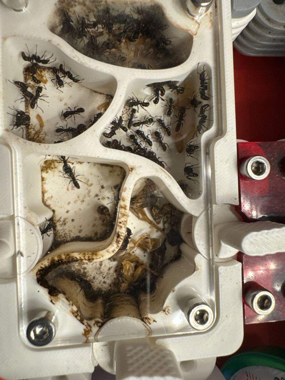 Rhytidoponera metallica