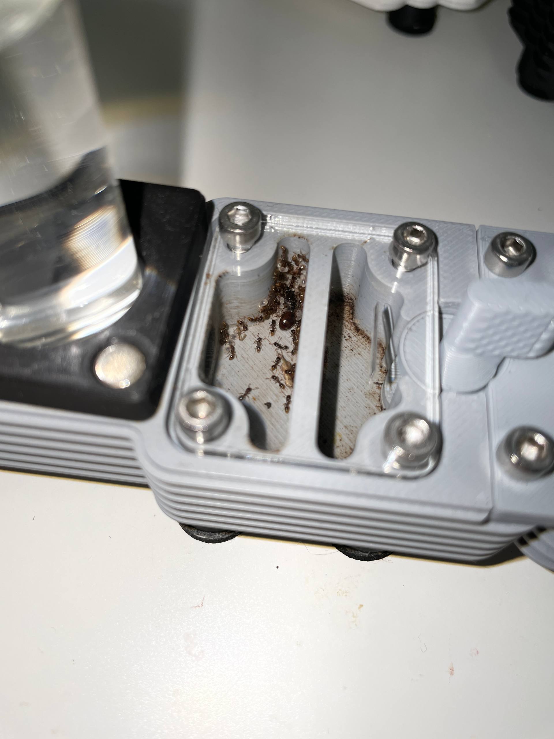 Tetramorium caespitum