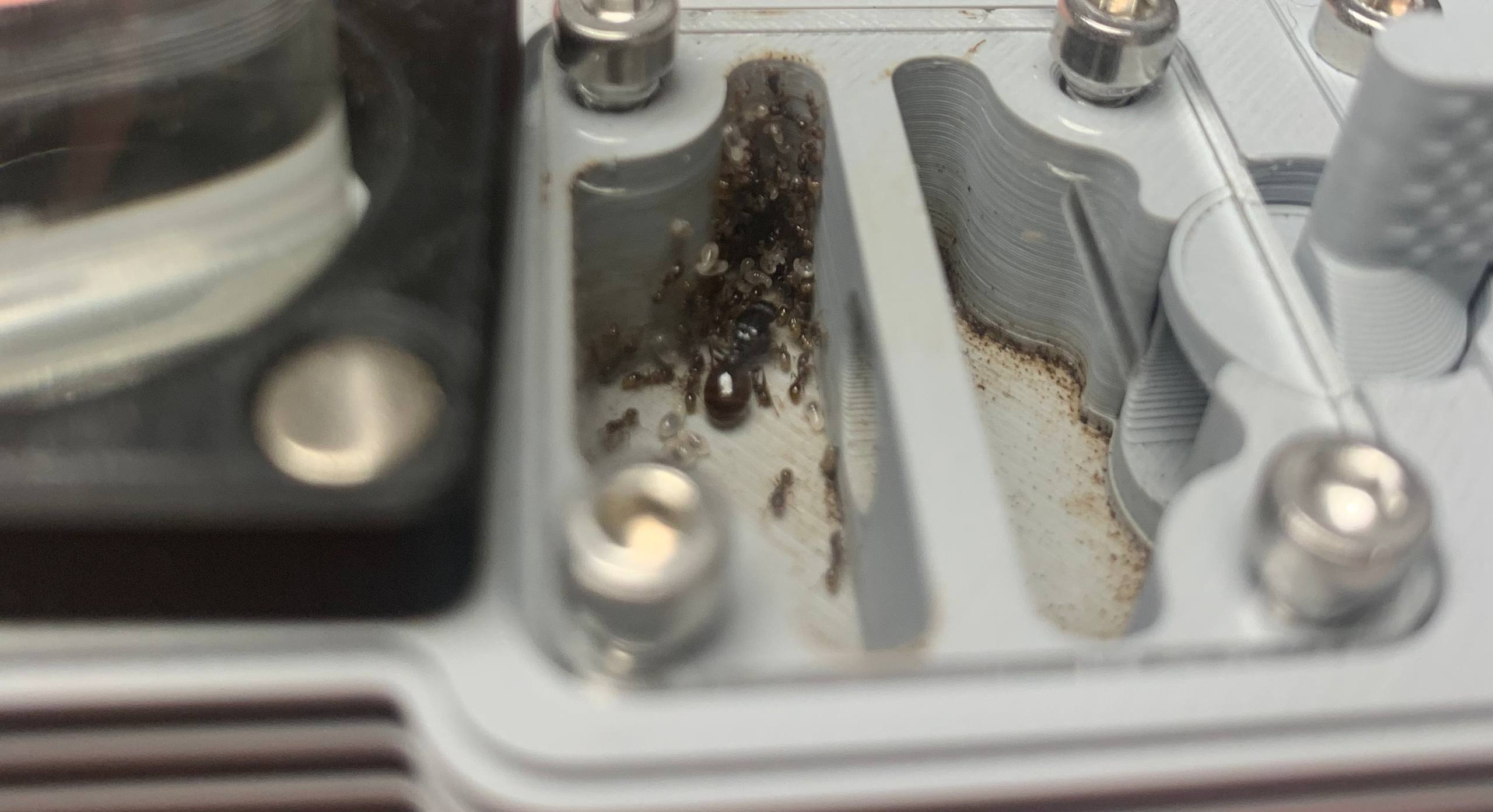 Tetramorium caespitum