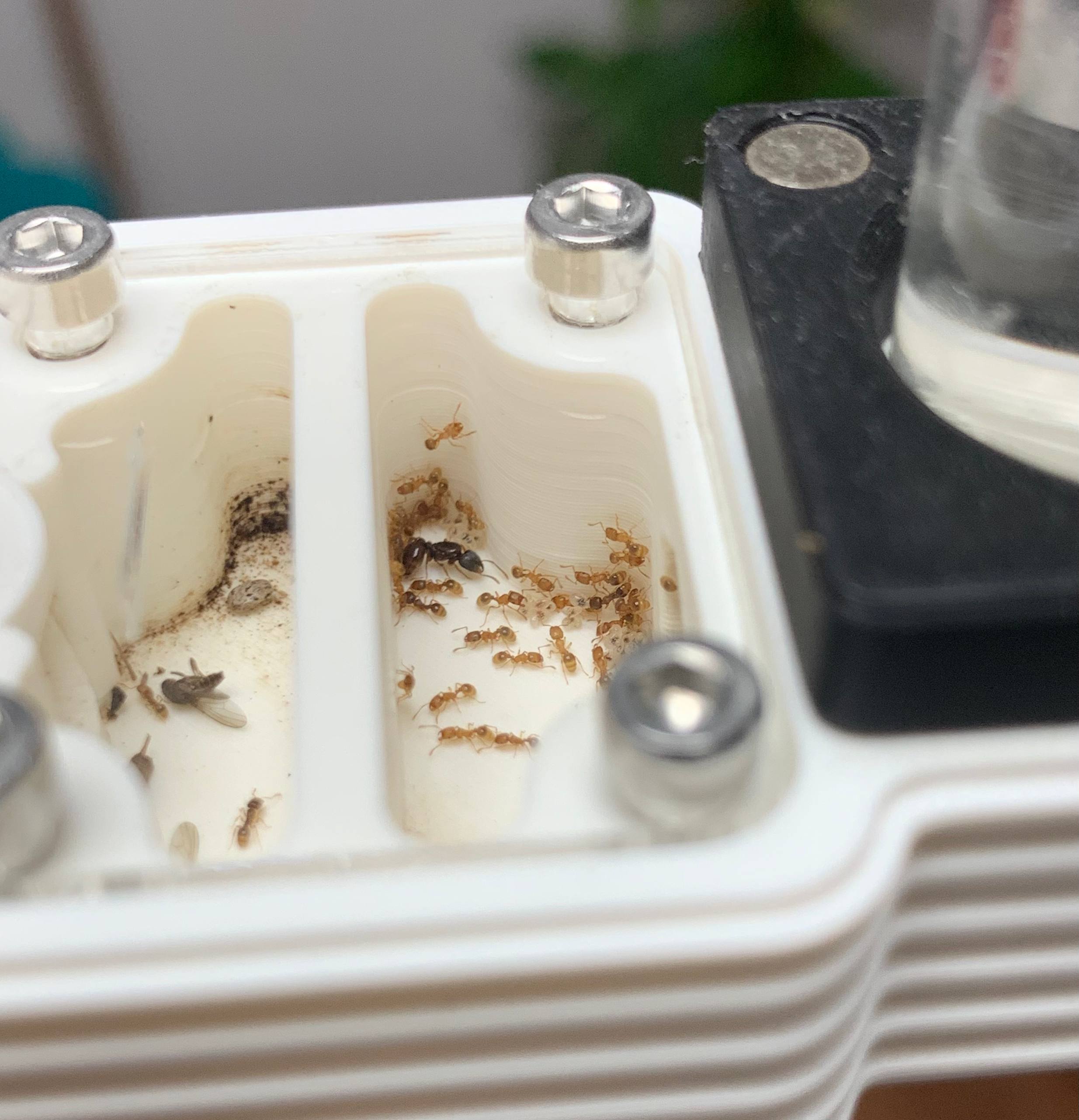 Tetramorium semilaeve