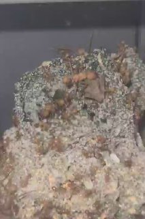 Acromyrmex octospinosus