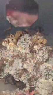 Acromyrmex octospinosus