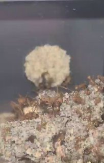 Acromyrmex octospinosus