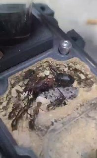 Camponotus angusticollis