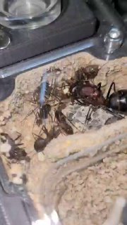 Camponotus angusticollis