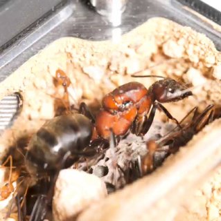 Camponotus angusticollis