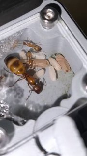 Camponotus baldaccii