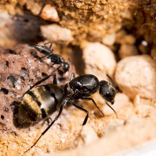 Camponotus chilensis