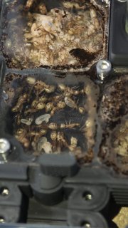 Camponotus coloratus