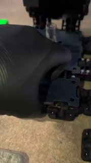 Camponotus coloratus