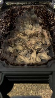 Camponotus coloratus