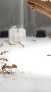 Camponotus coloratus