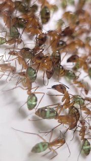Camponotus coloratus