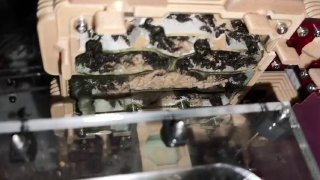 Camponotus cosmicus