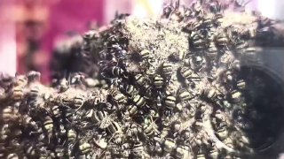 Camponotus cosmicus