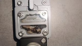 Camponotus cruentatus