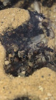 Camponotus cruentatus