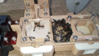 Camponotus cruentatus