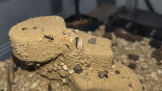 Camponotus cruentatus