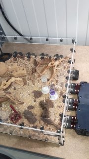 Camponotus cruentatus