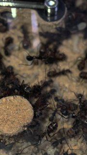 Camponotus cruentatus