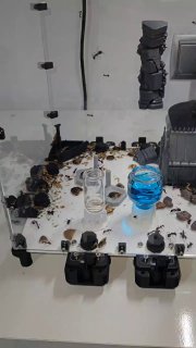 Camponotus cruentatus