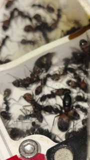 Camponotus cruentatus