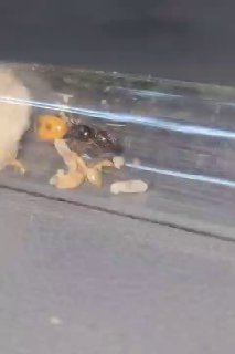 Camponotus fedtschenkoi