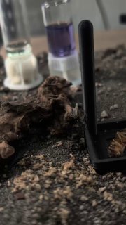 Camponotus fedtschenkoi