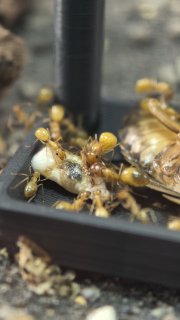 Camponotus fedtschenkoi