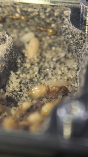 Camponotus fedtschenkoi