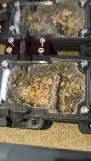 Camponotus fedtschenkoi