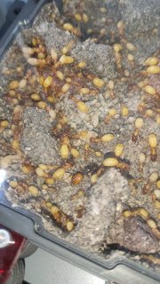 Camponotus fedtschenkoi