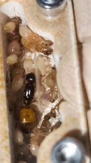 Camponotus fedtschenkoi