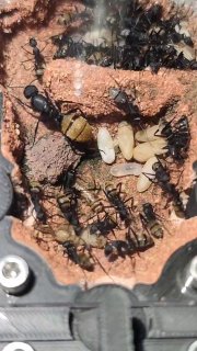 Camponotus fulvopilosus