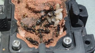 Camponotus fulvopilosus