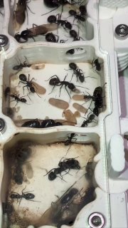 Camponotus japonicus