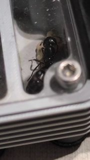 Camponotus ligniperda