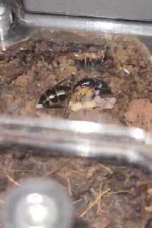 Camponotus maculatus