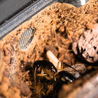 Camponotus maculatus