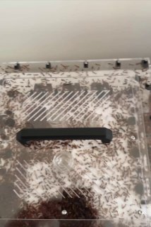 Camponotus maculatus