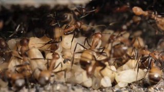 Camponotus nicobarensis