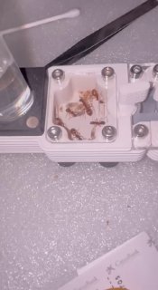 Camponotus pilicornis