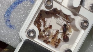 Camponotus pilicornis