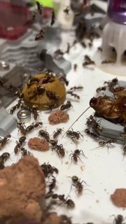 Camponotus rosariensis