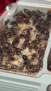 Camponotus rosariensis