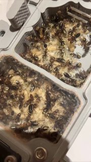 Camponotus rosariensis